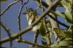 Elaenia, White-crested