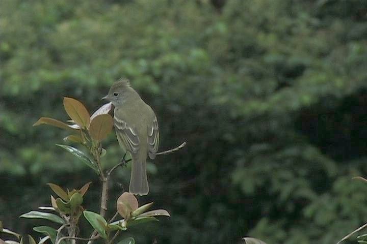 Elaenia, Yellow-bellied