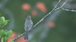 Elaenia, Yellow-bellied