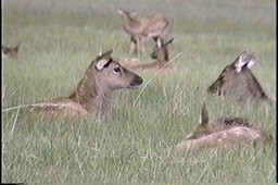 Elk Wyo