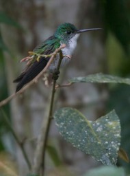 Emerald, Andean a