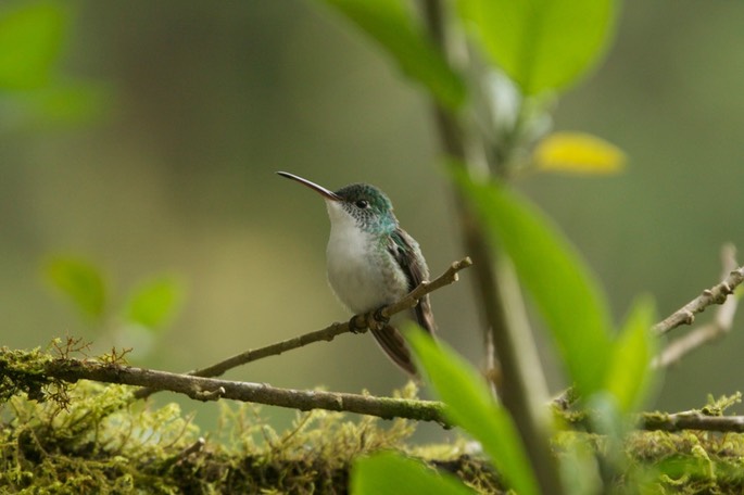 Emerald, Andean b