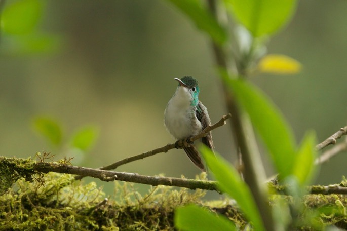 Emerald, Andean c