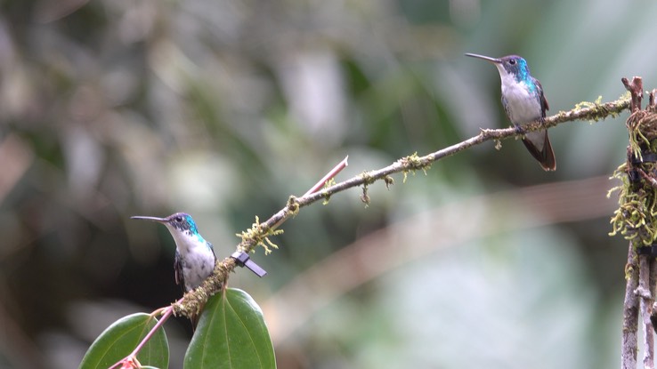 Emerald, Andean (Cerro Montezuma, Colombia)