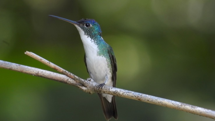 Emerald, Andean (Cerro Montezuma, Colombia) 4