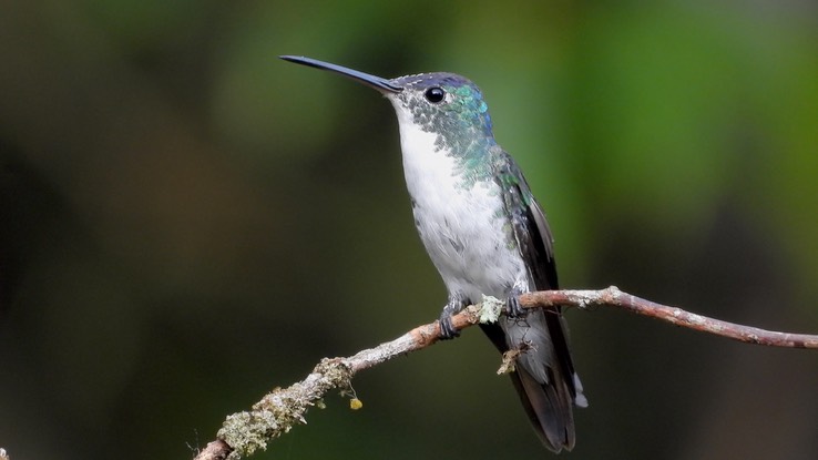 Emerald, Andean (Cerro Montezuma, Colombia) 3