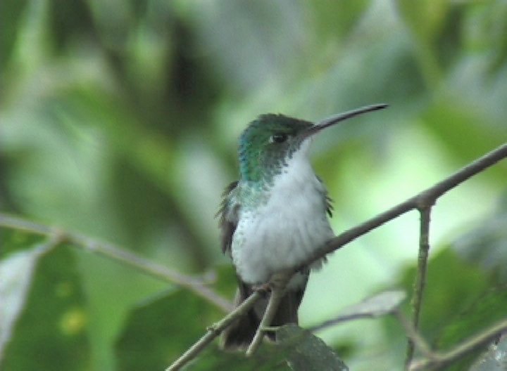 Emerald, Andean photo 1