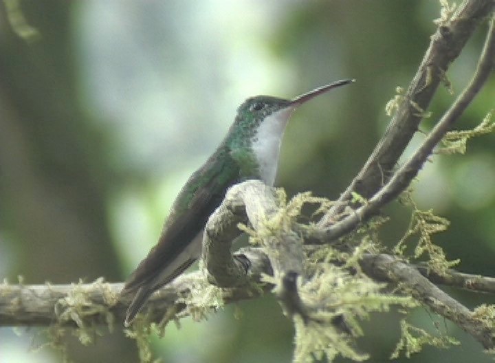 Emerald, Andean photo 2