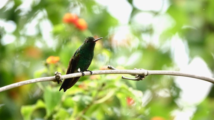 Emerald, Blue-tailed - Chlorostilbon mellisugus caribaeus - Trinidad2