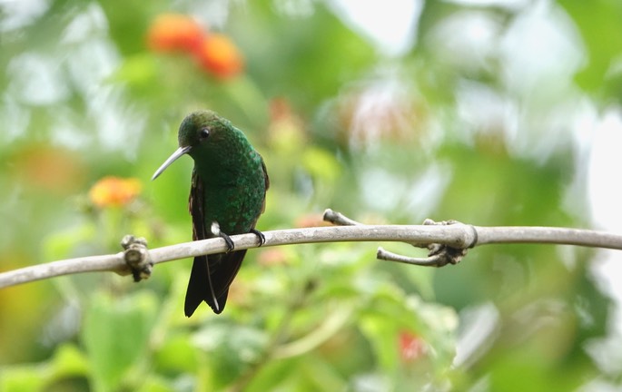 Emerald, Blue-tailed - Chlorostilbon mellisugus caribaeus - Trinidad3