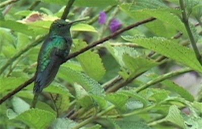 Emerald, Blue-tailed 1