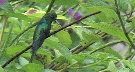 Emerald, Blue-tailed 2