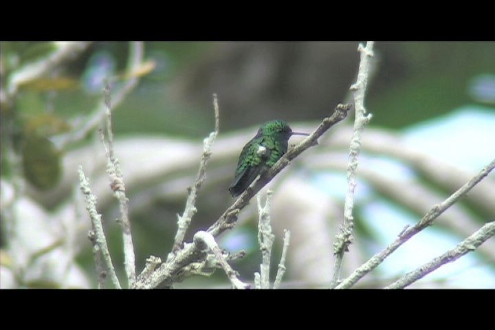 Emerald, Blue-tailed 3