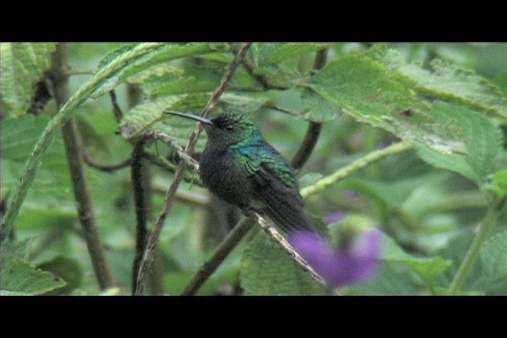 Emerald, Blue-tailed 4