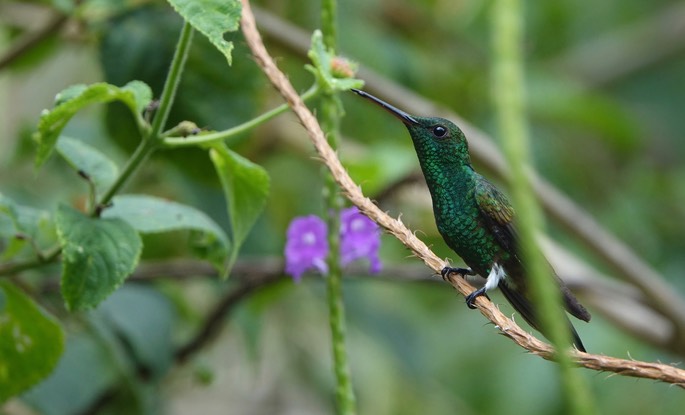 Emerald, Blue-tailed1