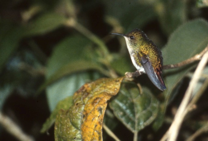 Emerald, Coppery-headed a