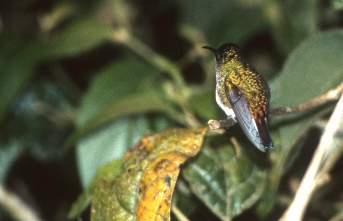 Emerald, Coppery-headed b