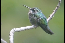 Emerald, Glittering-bellied