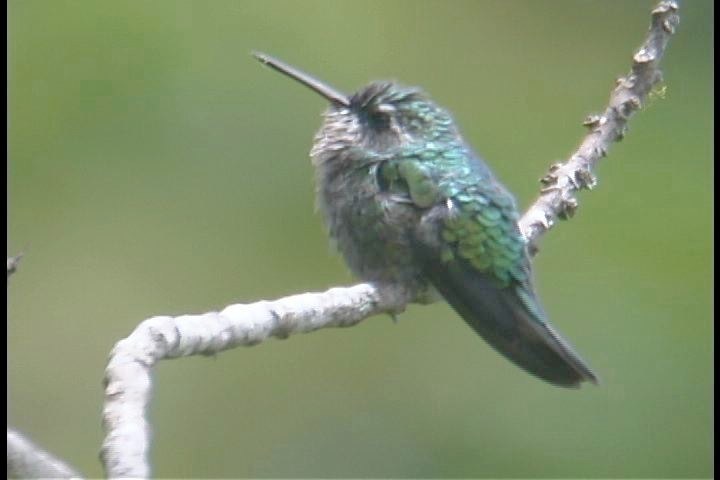 Emerald, Glittering-bellied