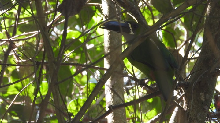 Emerald-Toucanet, Southern (Colombia) 1