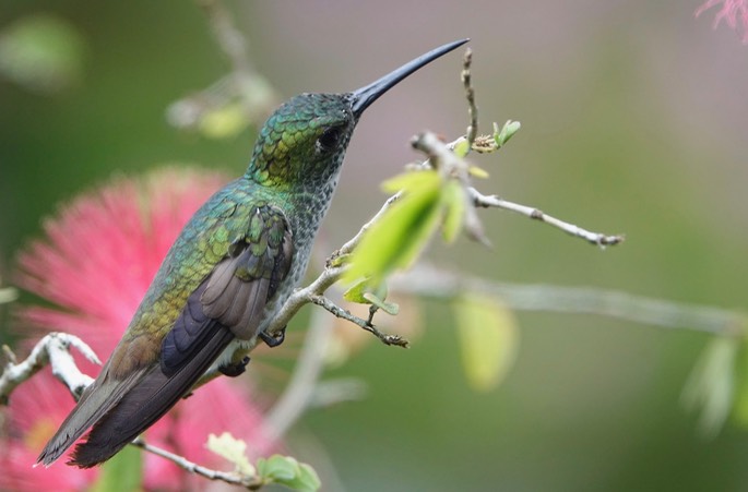 Emerald, White-chested 18-2