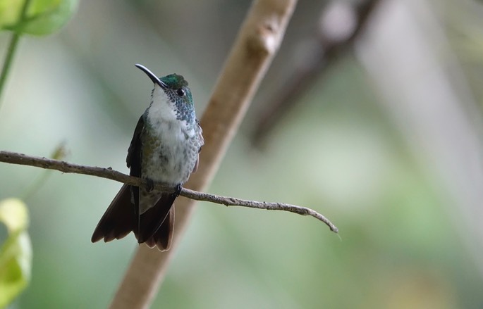 Emerald, White-chested 18-3