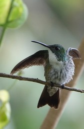 Emerald, White-chested 18-5