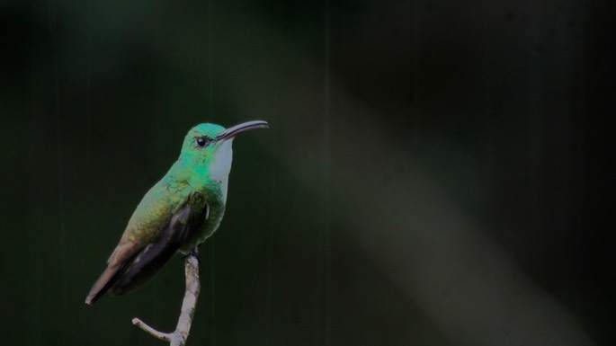 Emerald, White-chested 1