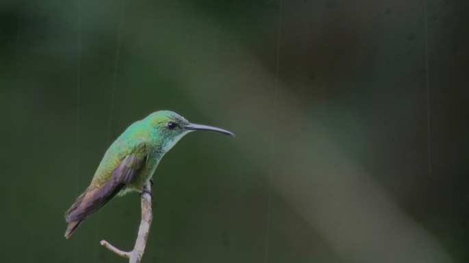 Emerald, White-chested 2