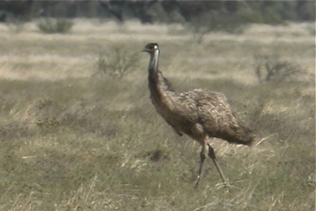 Emu 2