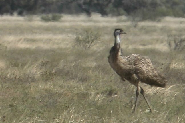 Emu 3