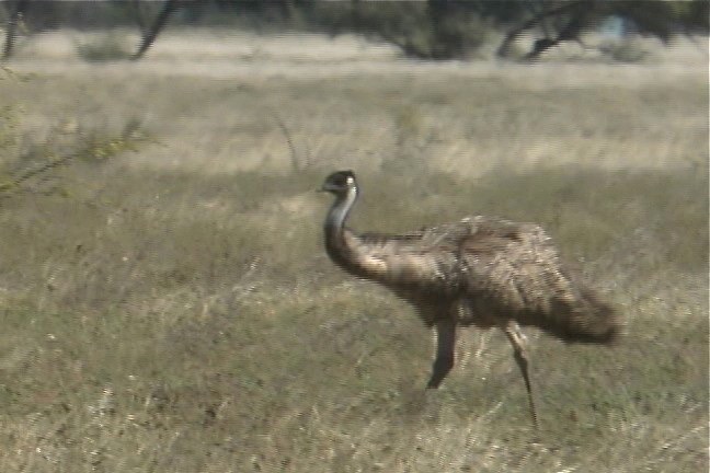 Emu 4