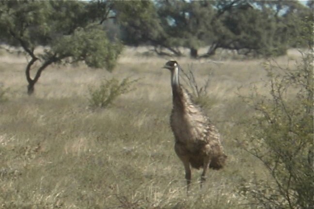 Emu 6