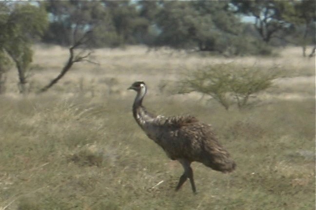 Emu 7