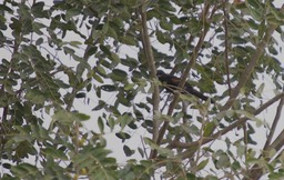 Epaulet Oriole, Icterus cayanensis