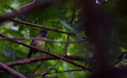 Epinecrophylla, Stipple-throated Group