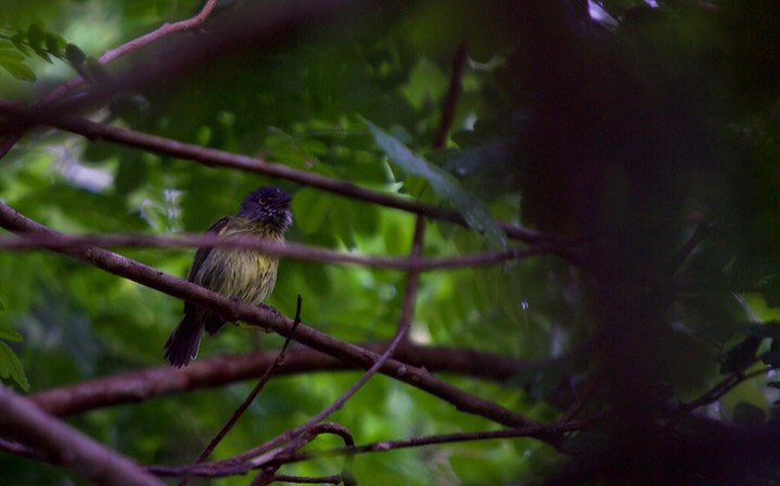 Epinecrophylla, Stipple-throated Group