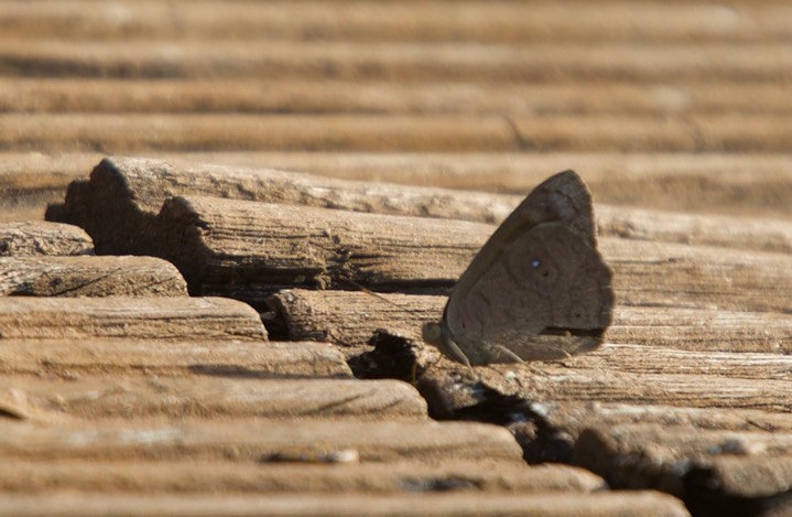 Eunica pusilla, Pusilla Purplewing