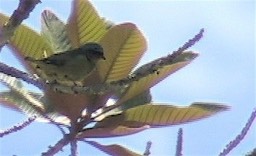 Euphonia, Blue-hooded 2