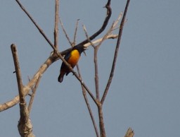 Euphonia, Chestnut-bellied