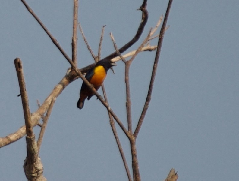 Euphonia, Chestnut-bellied