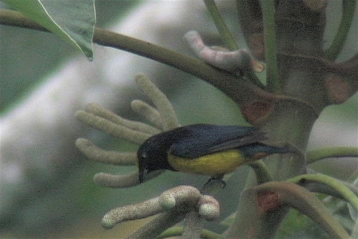 Euphonia, Fulvous-vented 1