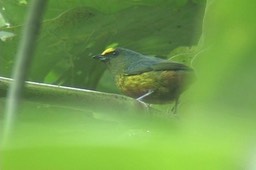 Euphonia, Olive-backed