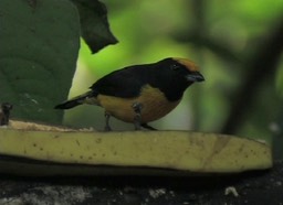 Euphonia, Orange-bellied milpe 4