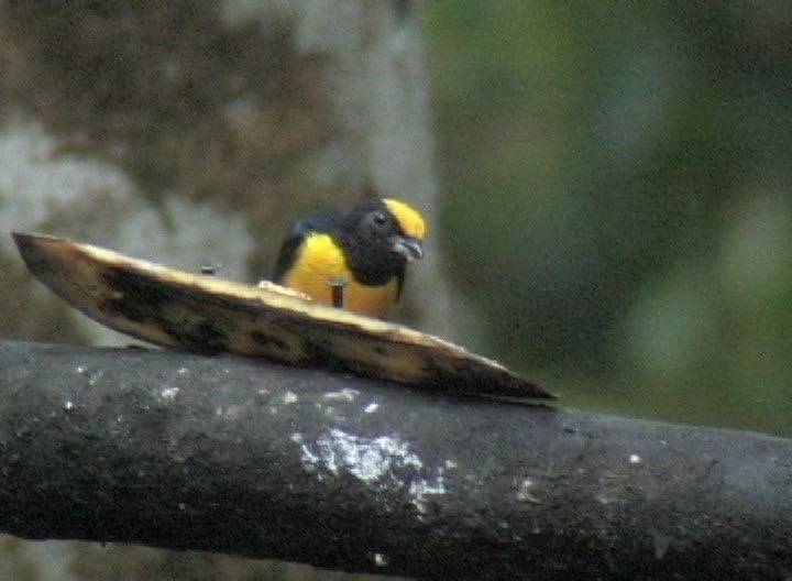 Euphonia, Orange-bellied milpe 2