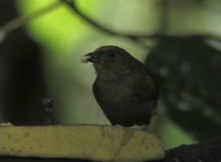 Euphonia, Orange-bellied milpe 3