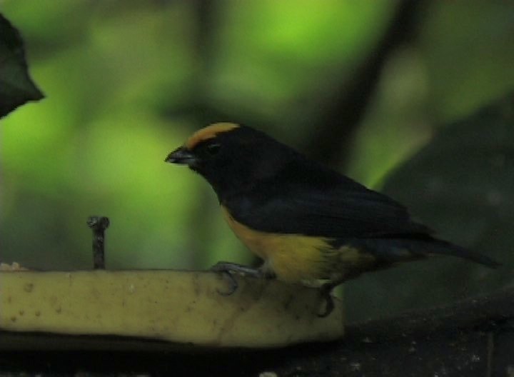 Euphonia, Orange-bellied milpe 1