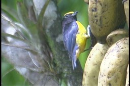 Euphonia, Purple-throated