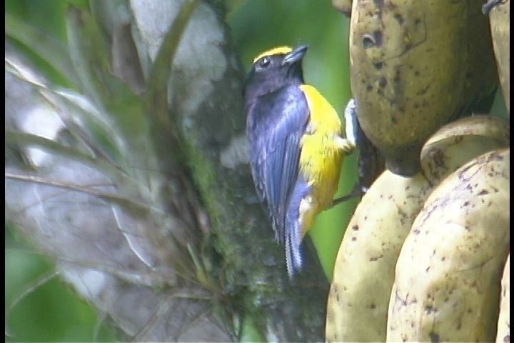 Euphonia, Purple-throated