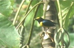 Euphonia, Spotted-crowned 1